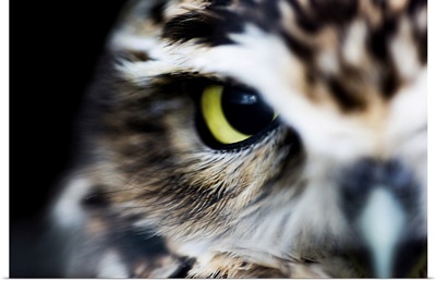 Little Owl, Athene Noctua, Wheatley, Oxfordhisre, England