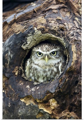 Little Owl, Barn Owl Centre, Gloucestershire, England