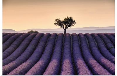 Lonely Tree On Top Of A Lavender Tree At Sunset, Valensole, Provence, France