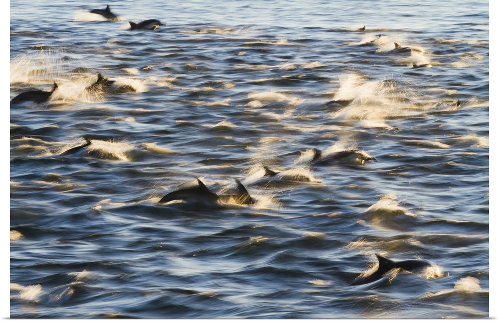 Long-beaked common dolphin (Delphinus capensis), Isla San Esteban, Gulf of California (Sea of Cortez), Baja California, Me...