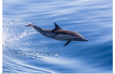 Long-Beaked Common Dolphin Leaping Near Isla Santa Catalina, Baja California Sur, Mexico