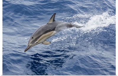 Long-Beaked Common Dolphin Leaping Near White Island, North Island, New Zealand