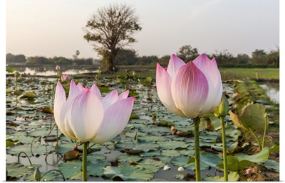 Lotus Flower, Near The Village Of Kampong Tralach, Cambodia, Indochina