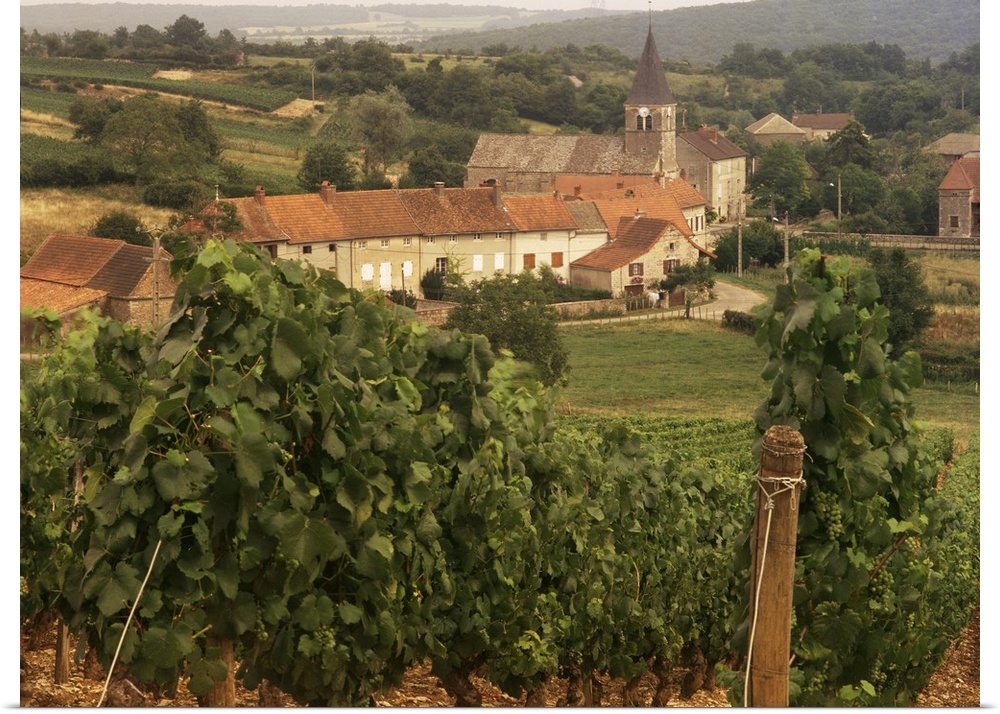 Maconnais vineyards, Poilly Fuisse, Ozenay, Saone-et-Loire, Burgundy, France