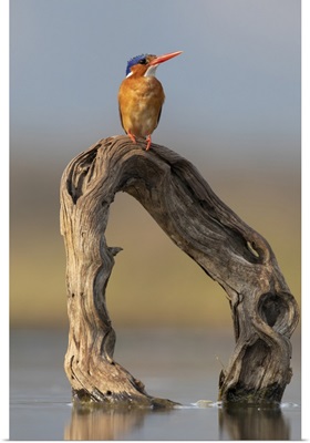 Malachite Kingfisher, Zimanga Game Reserve, Kwazulu-Natal, South Africa, Africa