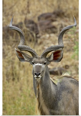 Male greater kudu, Kruger National Park, Africa