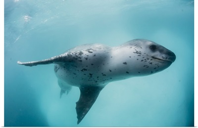 Male Leopard Seal, Underwater At Monroe Island, South Orkney Islands, Antarctica