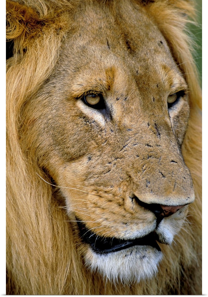 Male lion (Panthero leo), Kruger National Park, South Africa, Africa