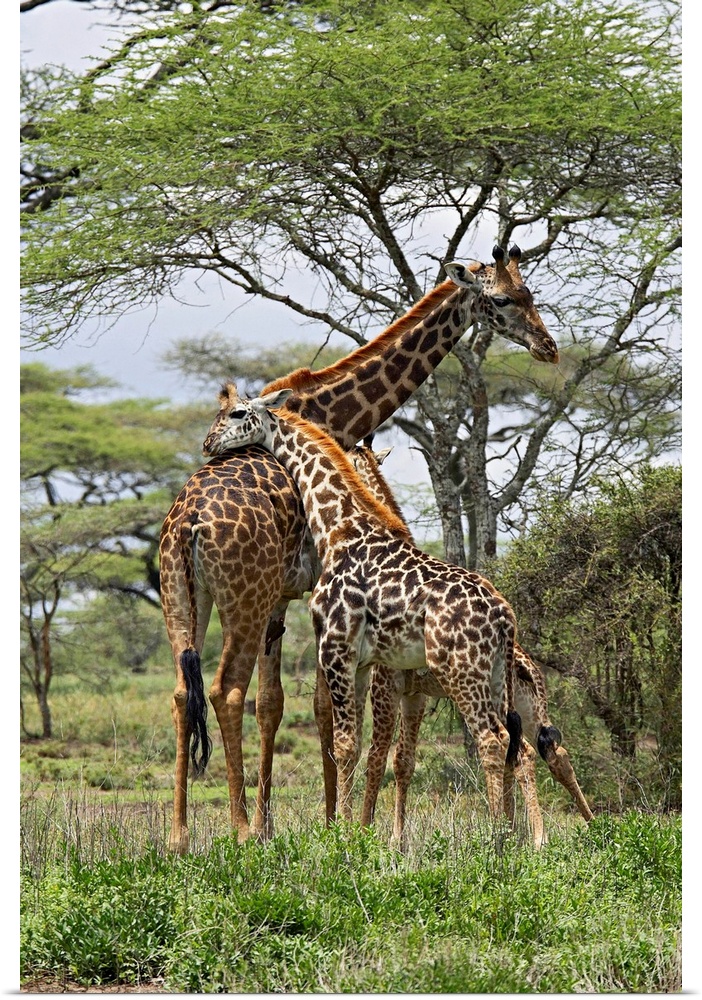 Masai Giraffe mother and young, Serengeti National Park, Tanzania, Africa