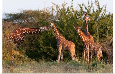 Masai giraffe, Samburu National Reserve, Kenya, East Africa, Africa