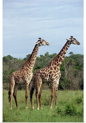 Masai giraffes, Shimba, Kenya