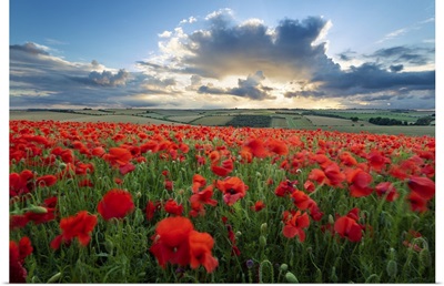 Mass Of Red Poppies Growing In Field In Lambourn Valley At Sunset, England