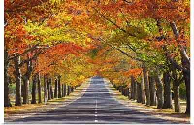 Memorial Avenue In Autumn, Mount Macedon, Victoria, Australia, Pacific