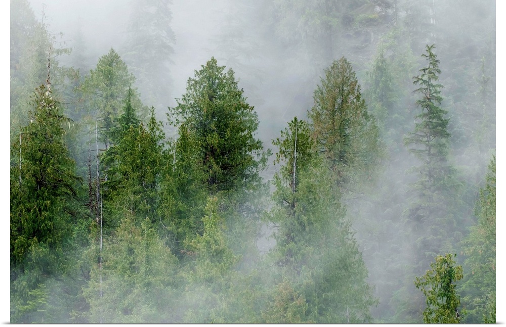 Mist covered pine trees in Great Bear Rainforest, British Columbia, Canada