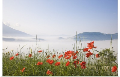 Morning fog, Castelluccio di Norcia, Highland of Castelluccio di Norcia, Umbria, Italy