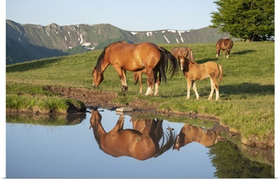 Mother Horse With Her Foal Reflected In A Small Lake, Emilia Romagna, Italy
