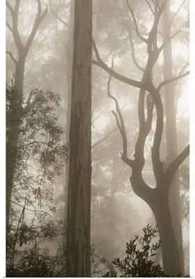 Mountain ash forest and morning fog, Mount Macedon, Victoria, Australia