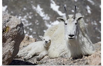 Mountain goat (Oreamnos americanus) nanny and kid, Mount Evans, Colorado