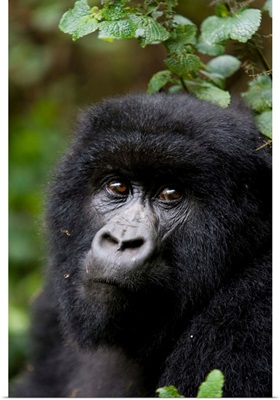 Mountain gorilla, Rwanda (Congo border), Africa