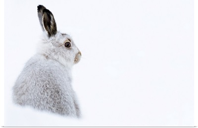 Mountain Hare Portrait In Winter Snow, Scottish Highlands, Scotland