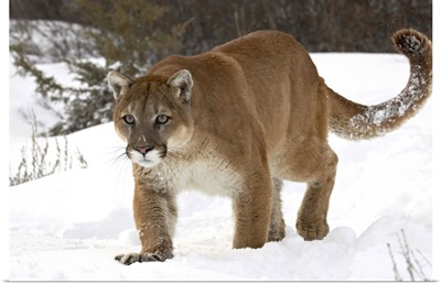 Mountain lion or cougar (Felis concolor) in snow, near Bozeman, Montana