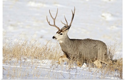 Mule deer buck in snow, Roxborough State Park, Colorado