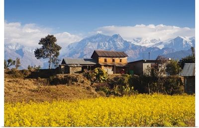 Mustard fields, Gandaki, Nepal