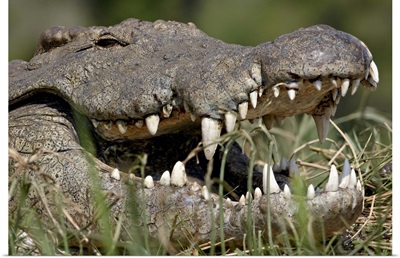Nile Crocodile with mouth open, Kruger National Park, South Africa