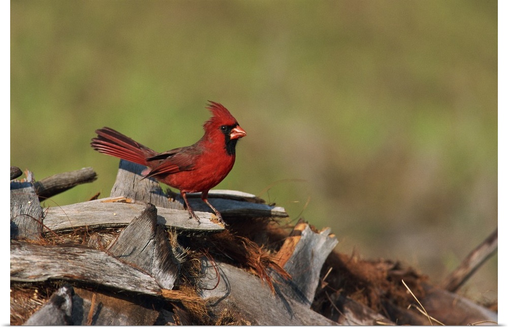 Northern cardinal, South Florida, USA