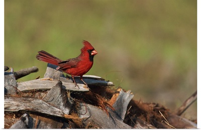 Northern cardinal, South Florida, USA