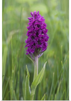 Northern marsh orchid, Craignure, Mull, Inner Hebrides, Scotland, UK