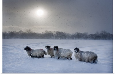 Northumberland Blackface Sheep In Snow, Tarset, Hexham, Northumberland, England