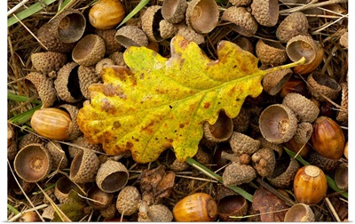 Oak Leaf And Acorns On Forest Floor In Autumn In England