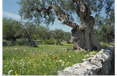 Olive trees, Puglia, Italy, Europe