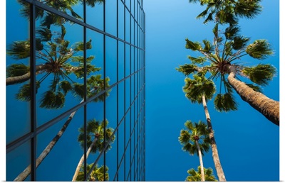 Palm Trees And Glass Building, Worm's-Eye View, Hollywood, Los Angeles, California