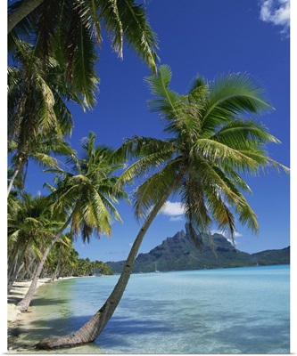 Palm trees fringe the tropical beach and sea on Bora Bora (Borabora), Tahiti