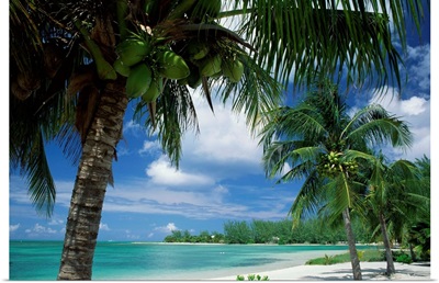 Palms on shore, Cayman Kai near Rum point, Grand Cayman, Cayman Islands