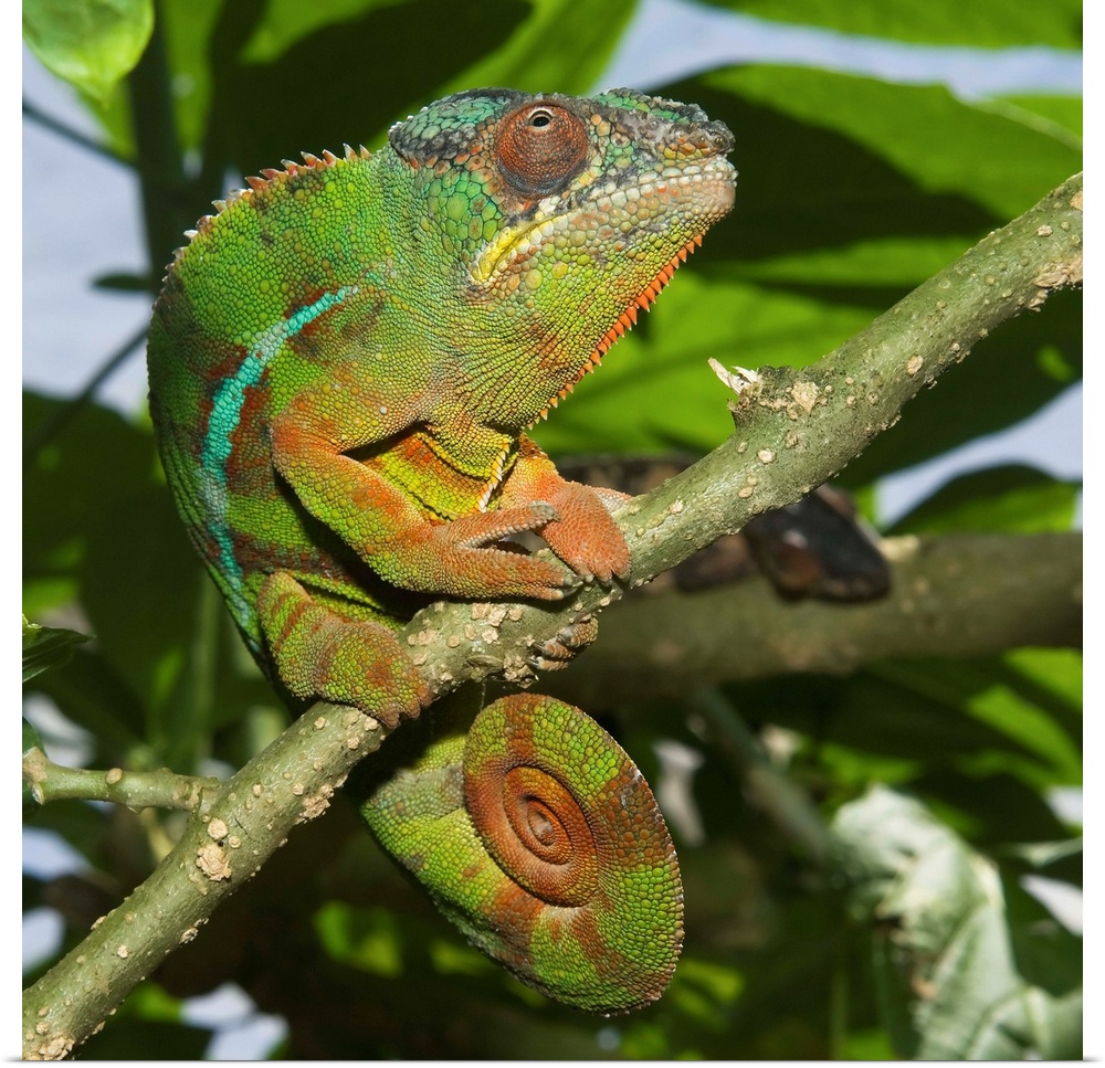 Panther chameleon (Furcifer pardalis), Madagascar, Africa