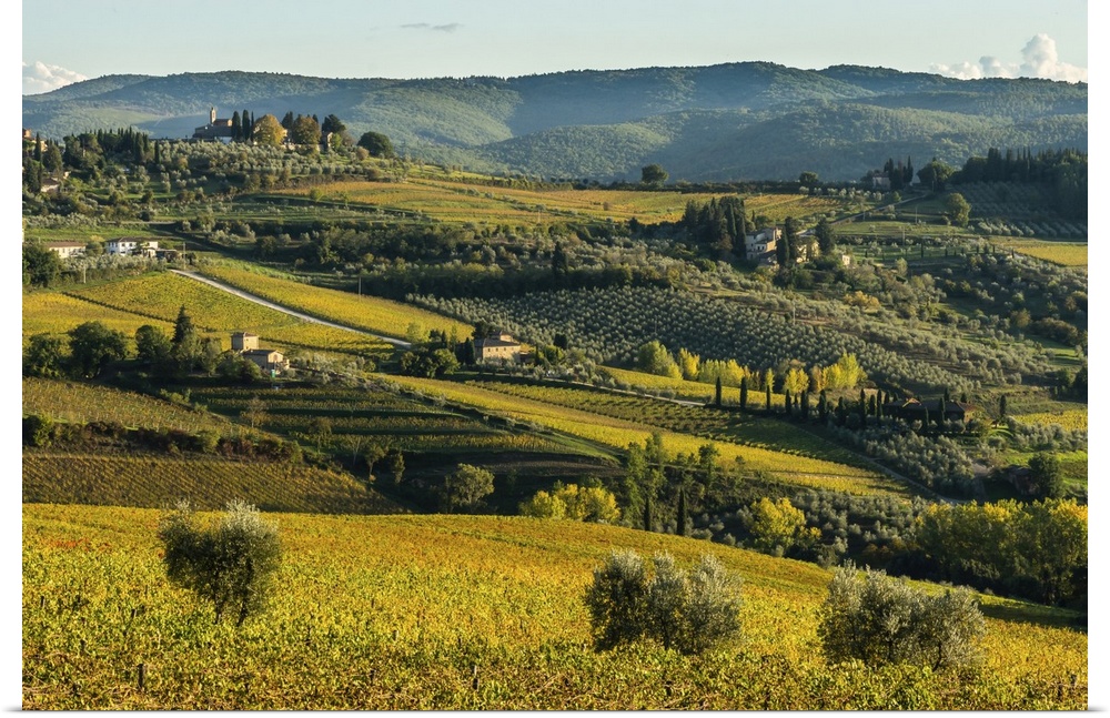 View of valley of Panzano in Chianti, patterned lines of vineyards, cypresses and olive trees with farmhouses, Tuscany, It...