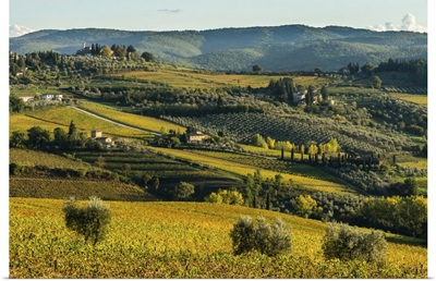 Panzano In Chianti, Vineyards, Cypresses And Olive Trees With Farmhouses, Tuscany, Italy