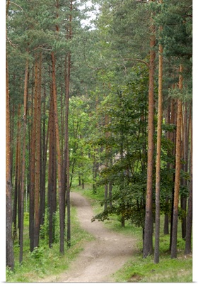 Path through pine forest, near Riga, Latvia, Baltic States
