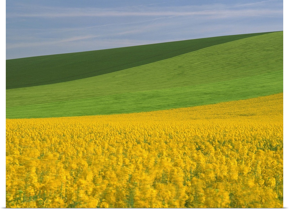Patterned green and yellow agricultural landscape in spring, Aube, France