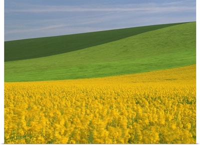 Patterned green and yellow agricultural landscape in spring, Aube, France