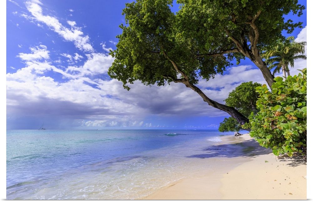 Paynes Bay, overhanging trees, fine pale pink sand beach, turquoise sea, beautiful West Coast, Barbados, Windward Islands,...