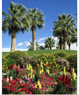 Petunias, antirrhinum flowers with palms, Desert Palm Springs, California, USA