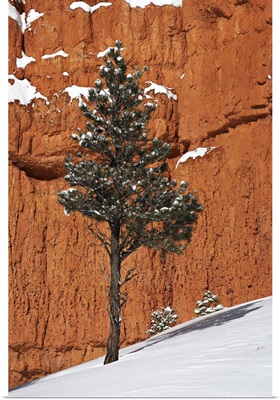 Pine tree in front of red-rock face with snow on the ground, Dixie National Forest, Utah