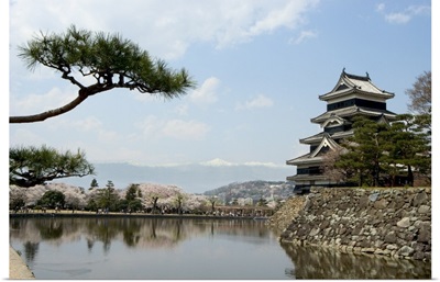 Pine tree, Matsumoto Castle, Matsumoto city, Honshu island, Japan