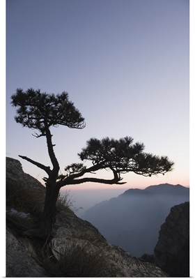Pine tree silhouetted at dusk on Lushan mountain, Jiangxi Province, China