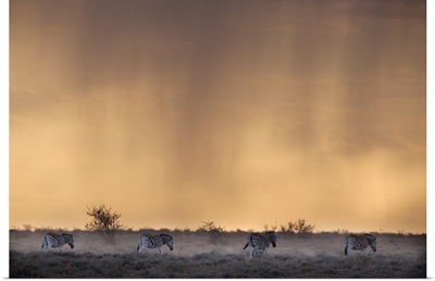 Plains Zebra, At Stormy Sunset, Etosha National Park, Namibia