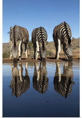 Plains Zebra At Water, Zimanga Game Reserve, Kwazulu-Natal, South Africa, Africa